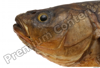 Common chub Squalius cephalus head 0006.jpg